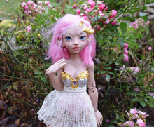 Cattleya Preorder from November 24th to December 22nd