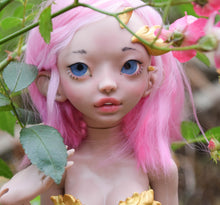 Cattleya Preorder from November 24th to December 22nd